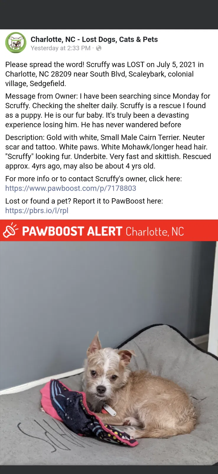 Lost dog in Charlotte, NC, 28209