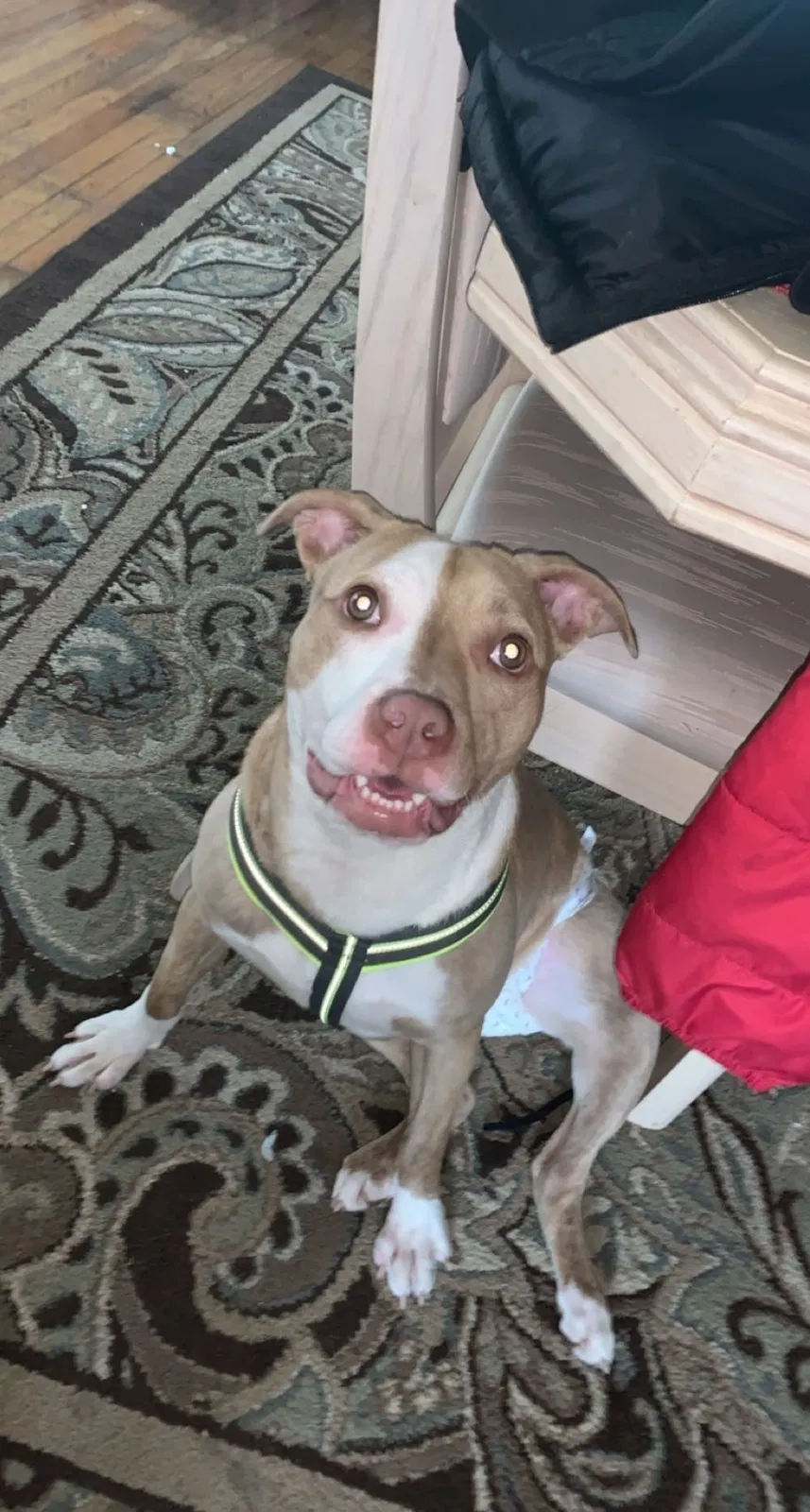 Lost dog in Tobyhanna, PA, 18466