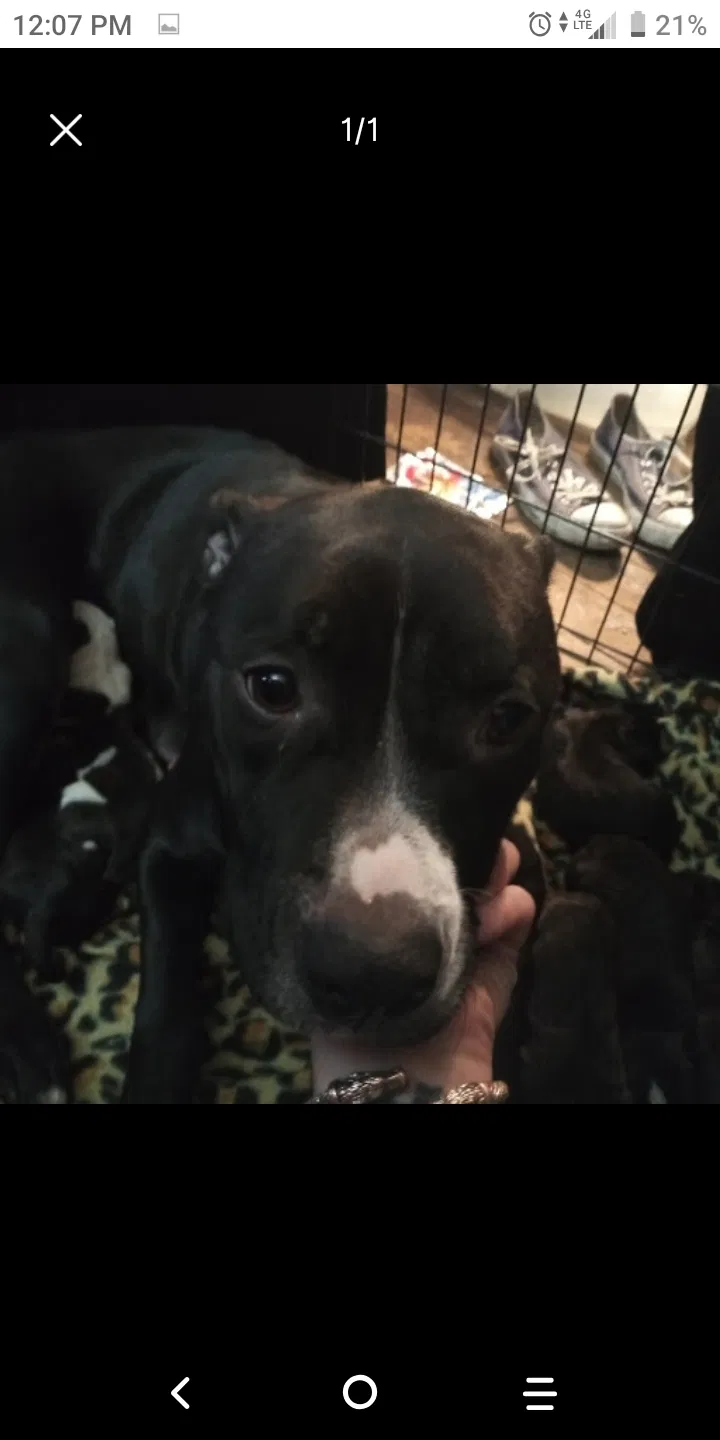 Lost dog in Cleveland, OH, 44105