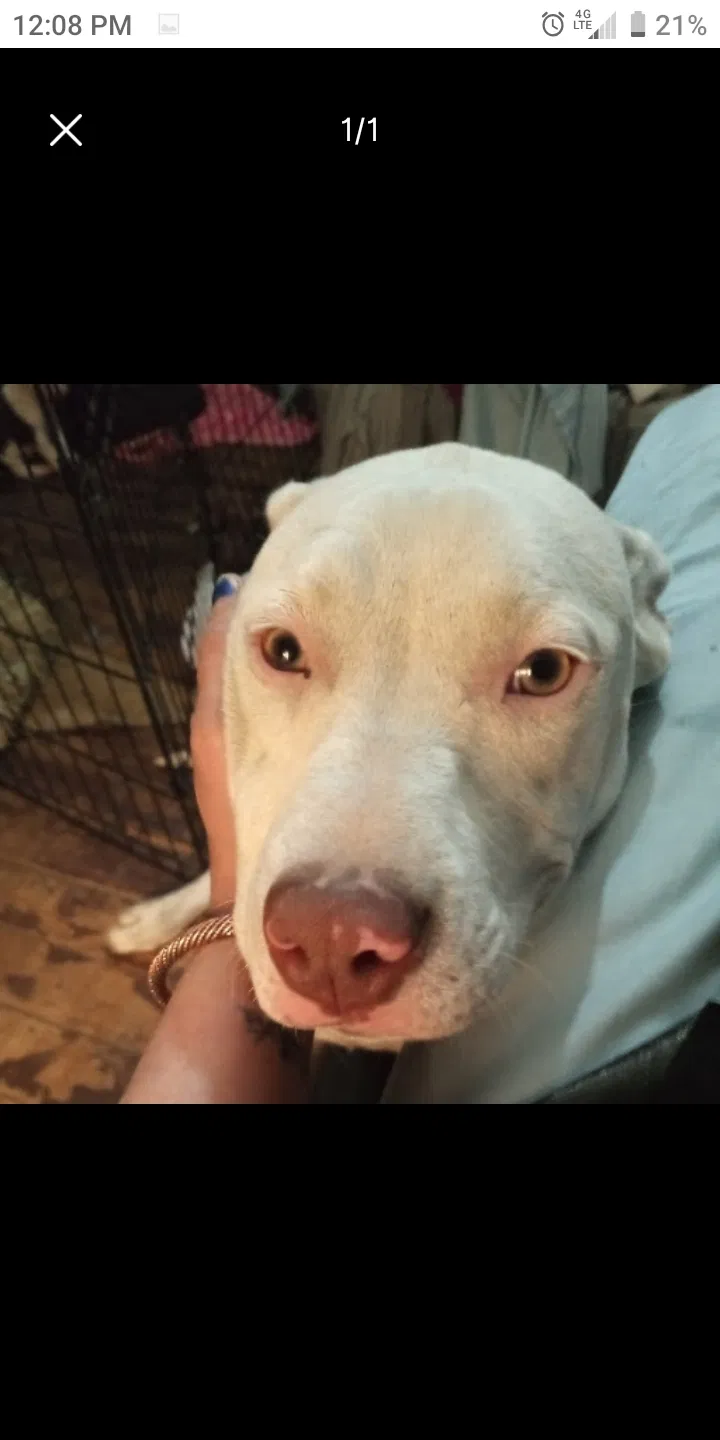 Lost dog in Cleveland, OH, 44105
