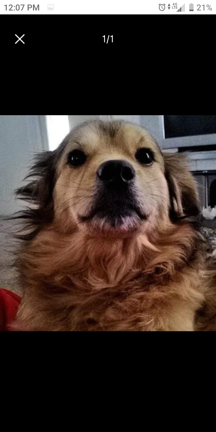 Lost dog in Cleveland, OH, 44105
