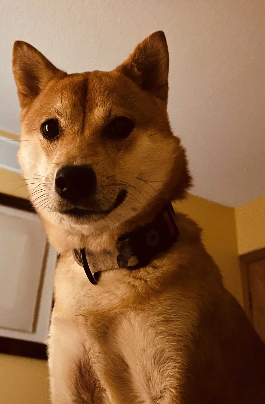 Lost dog in Wichita, KS, 67212