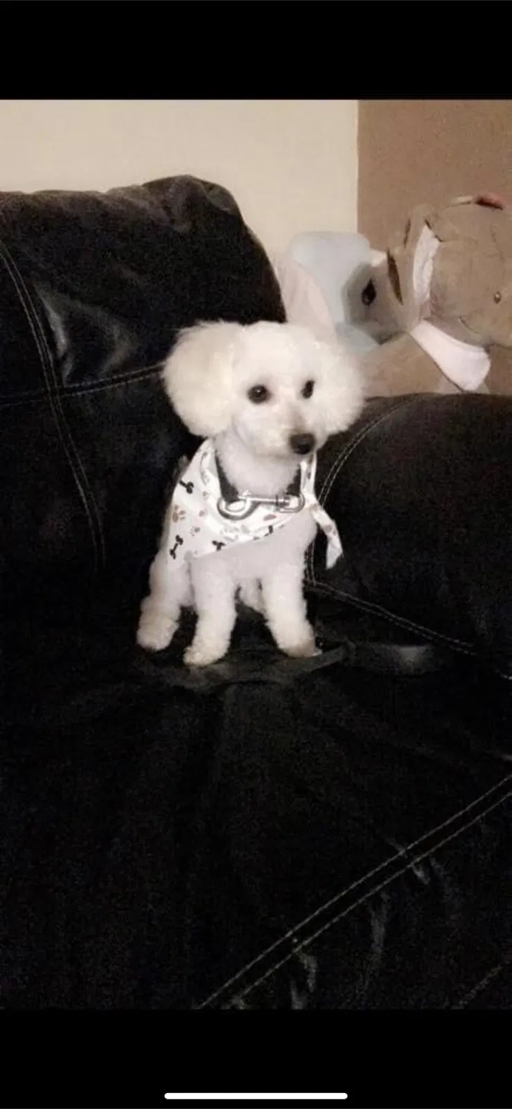Lost dog in Berwyn, IL, 60402