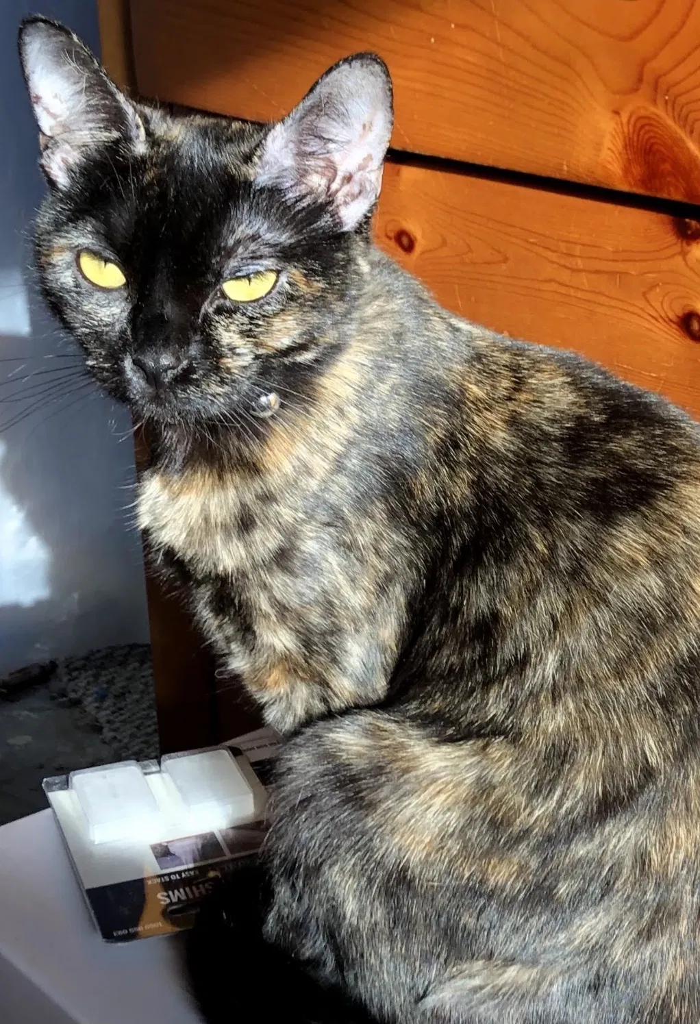 Lost cat in Fullerton, CA, 92833