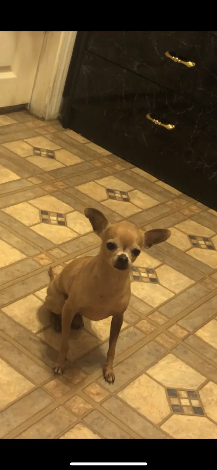 Lost dog in Chicago, IL, 60639