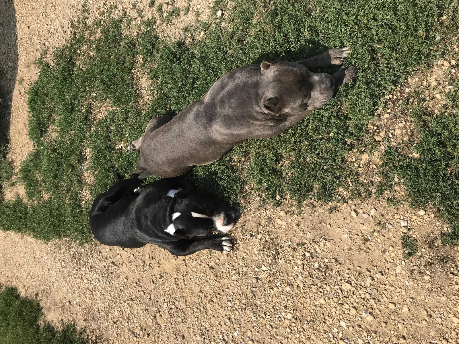 Lost dog in Juda, WI, 53550
