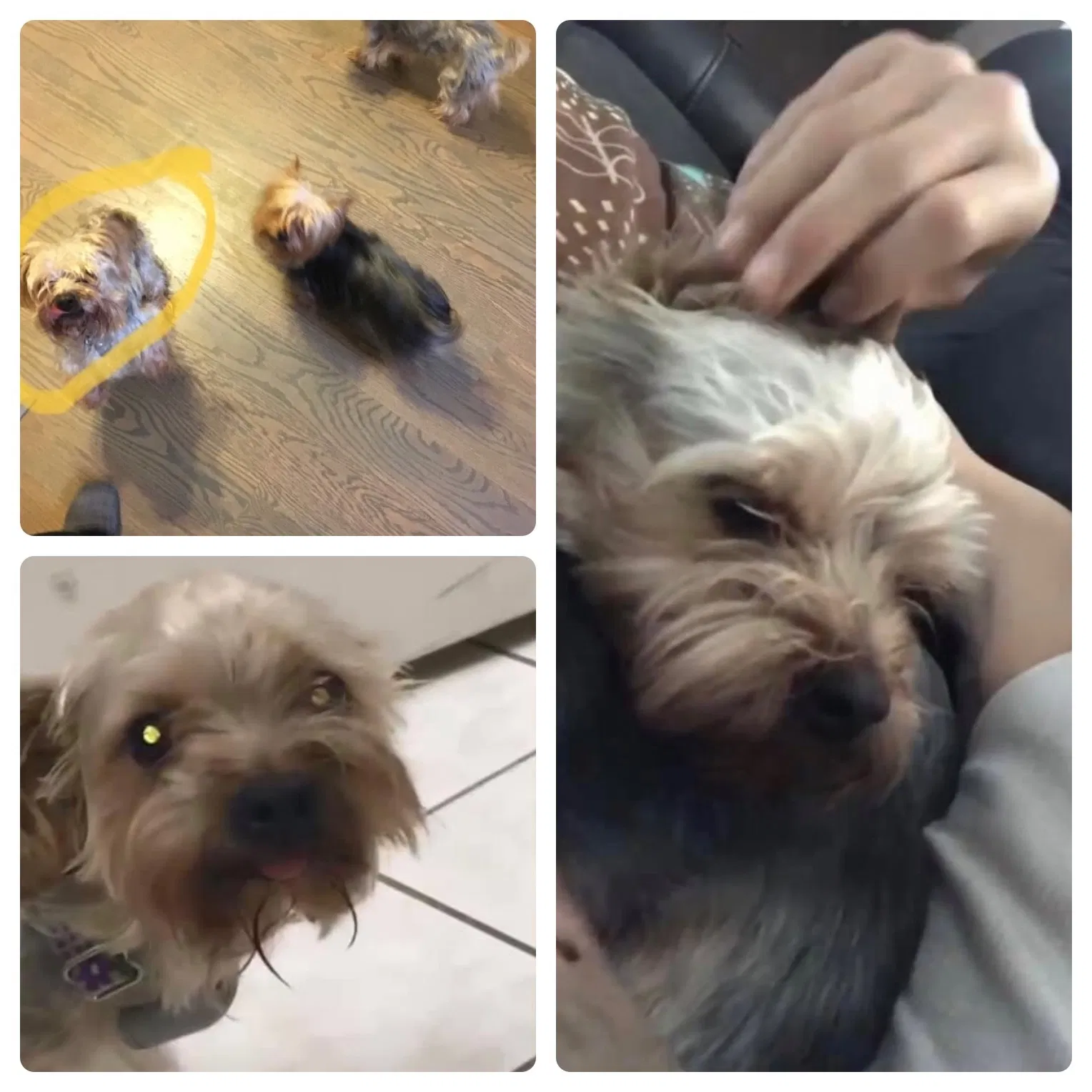 Lost dog in Shelton, CT, 6484