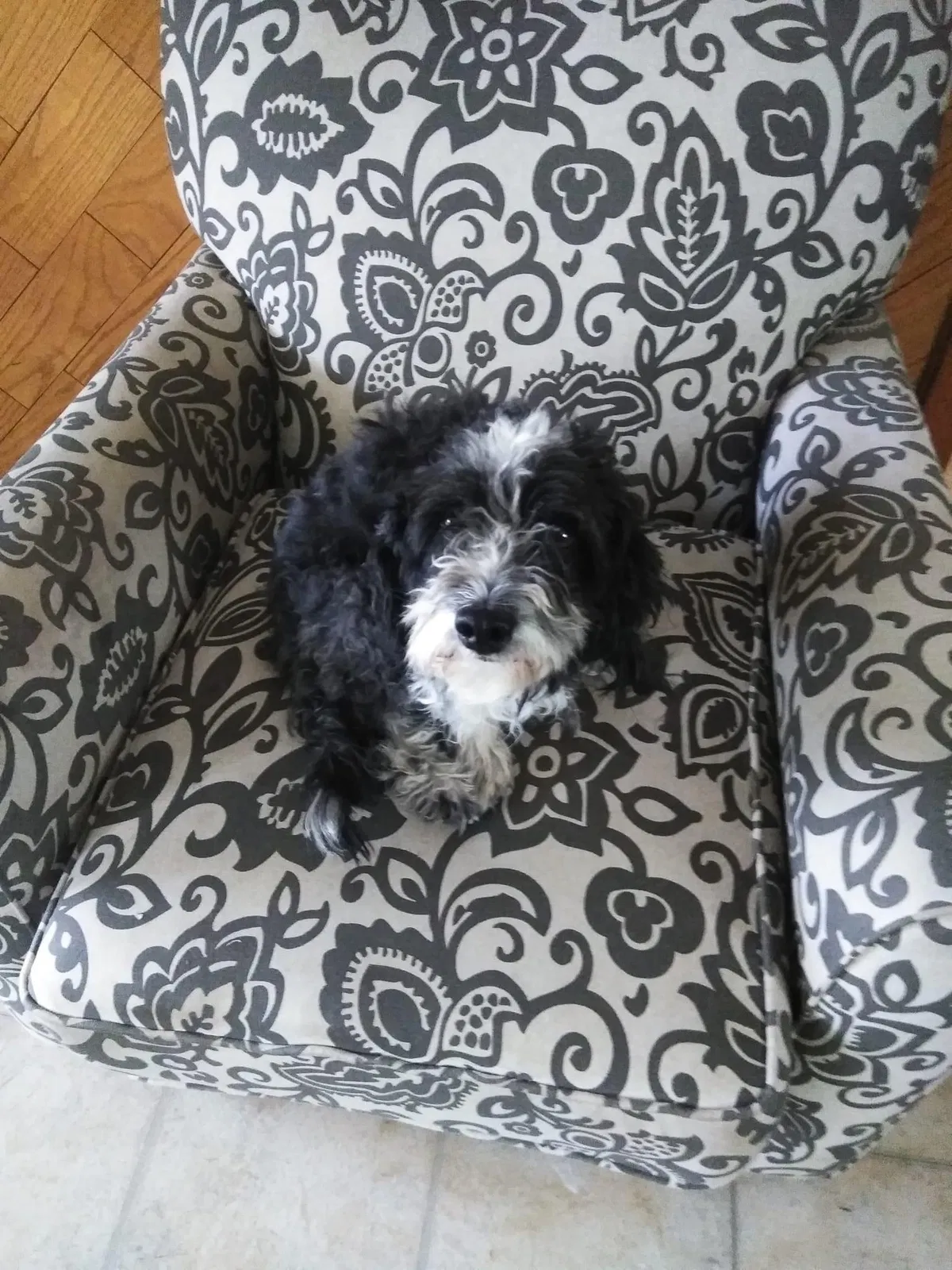 Lost dog in El Paso, TX, 79907