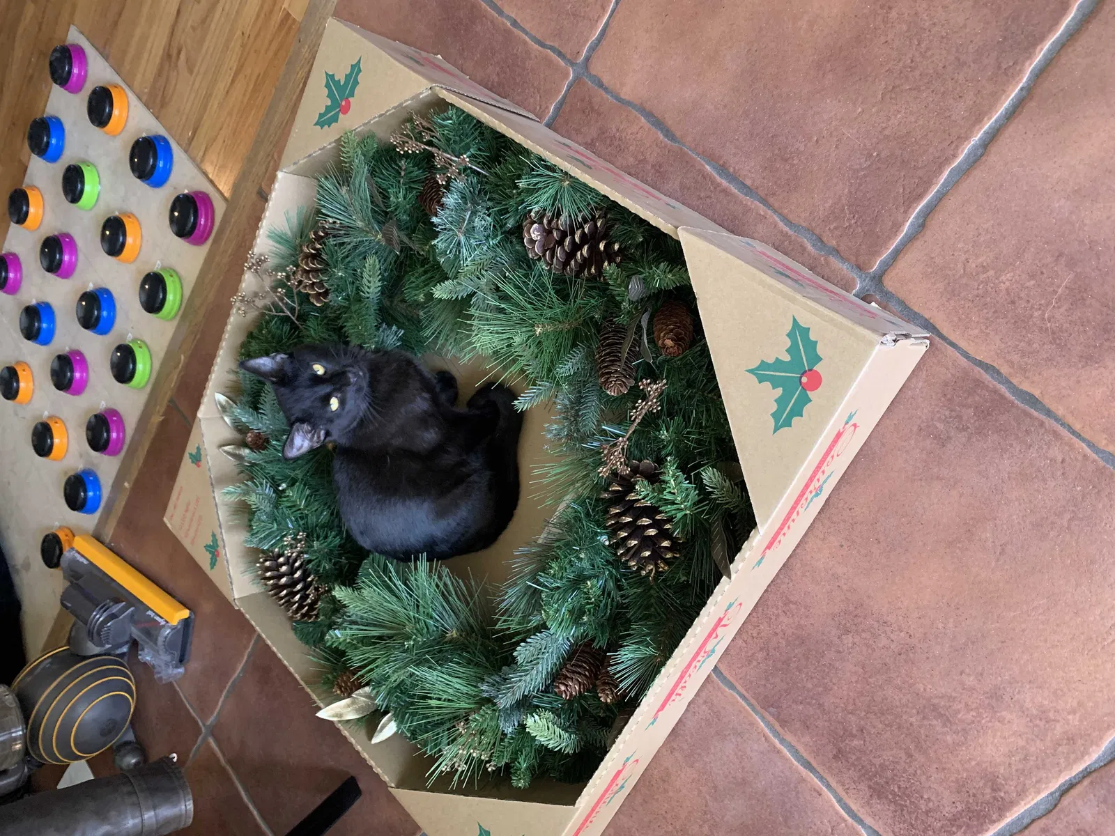 Lost cat in Santee, CA, 92071