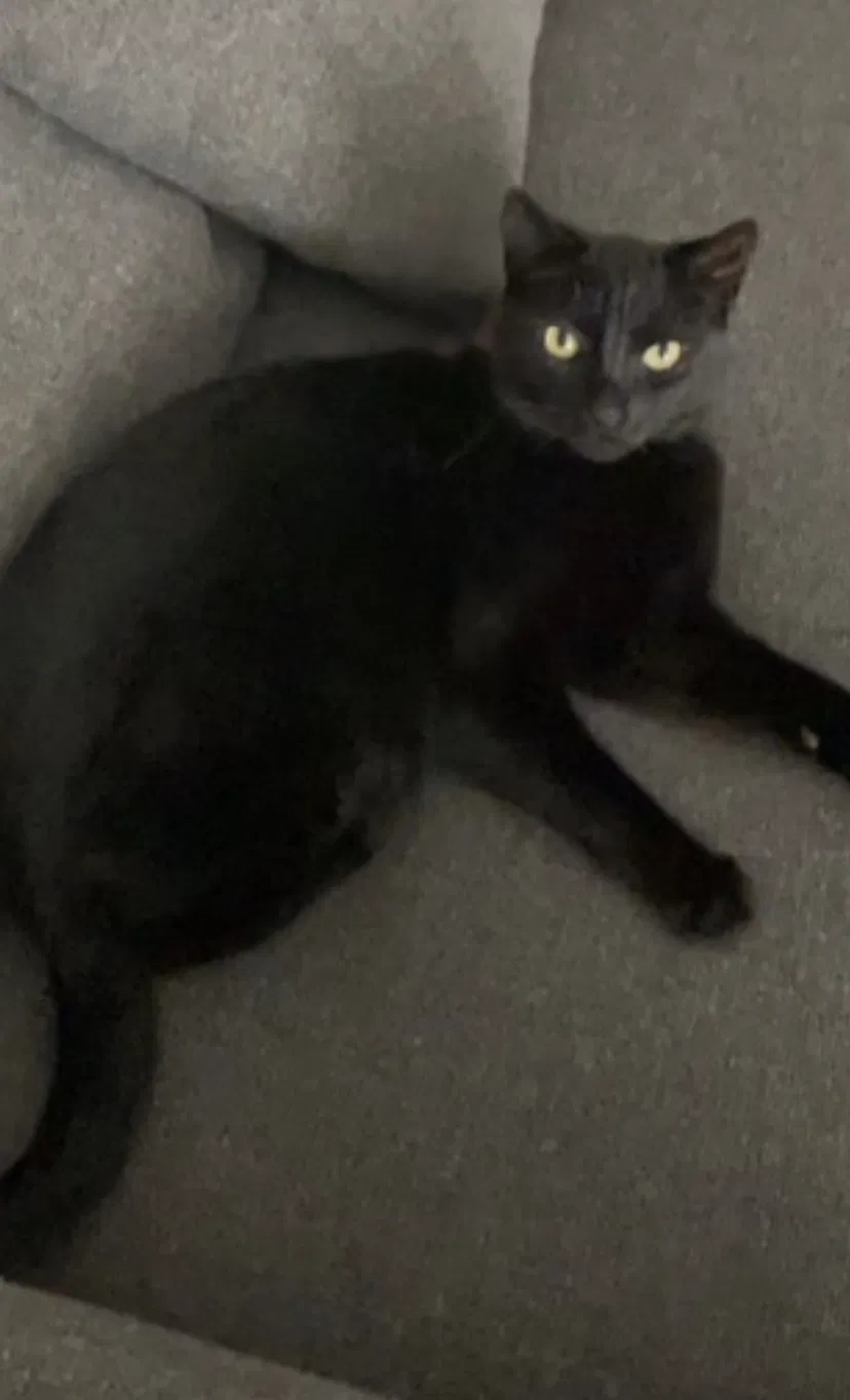 Lost cat in Grand Rapids, MI, 49506