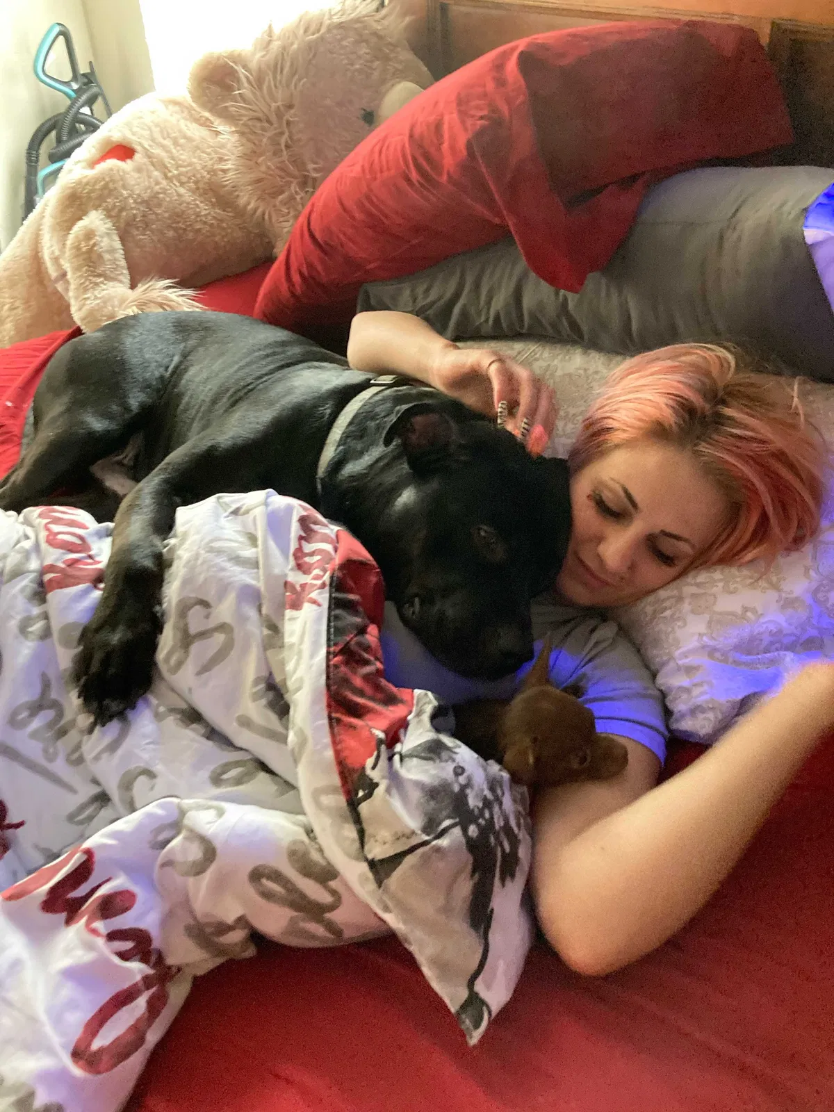 Missing Dog