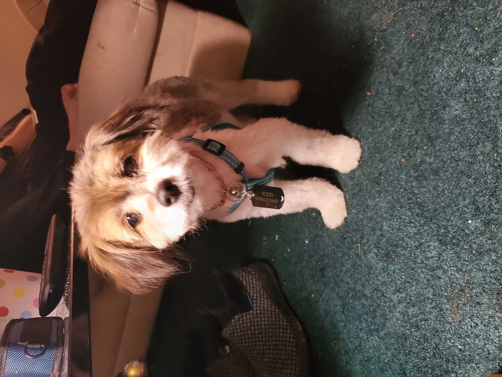 Lost dog in Riverside, CA, 92509