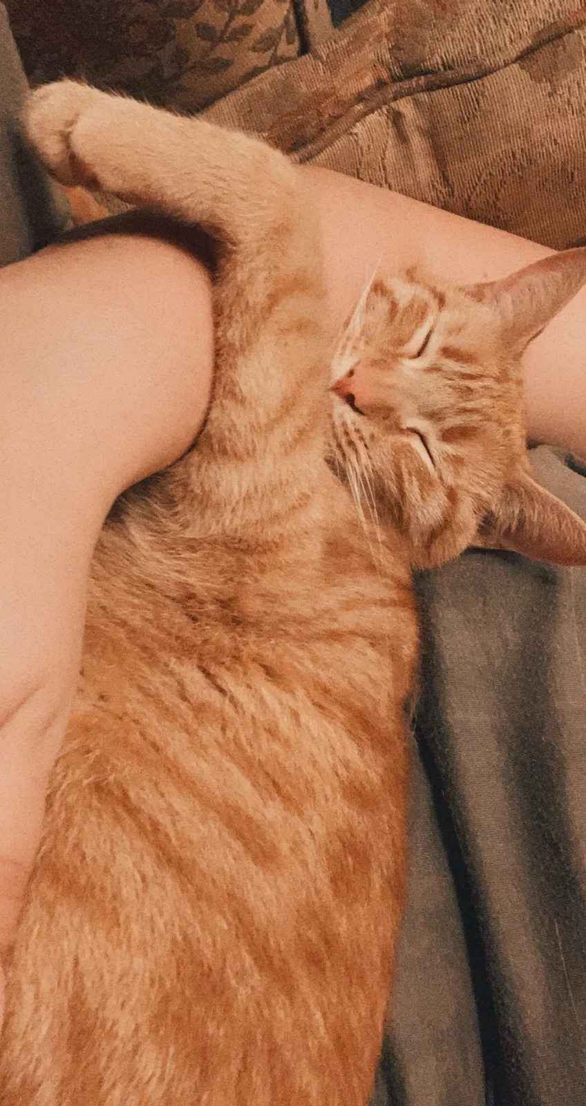 Lost cat in Charlotte, NC, 28216