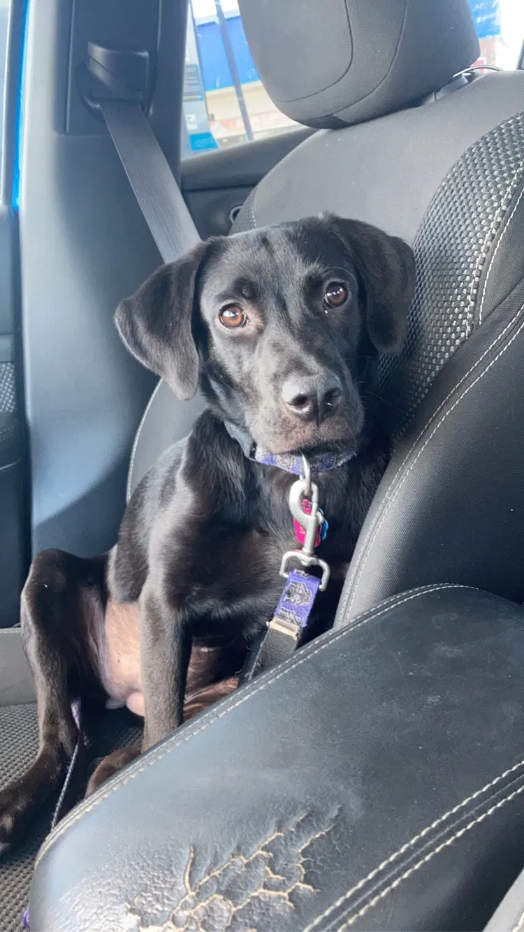 Lost dog in Lawton, OK, 73505