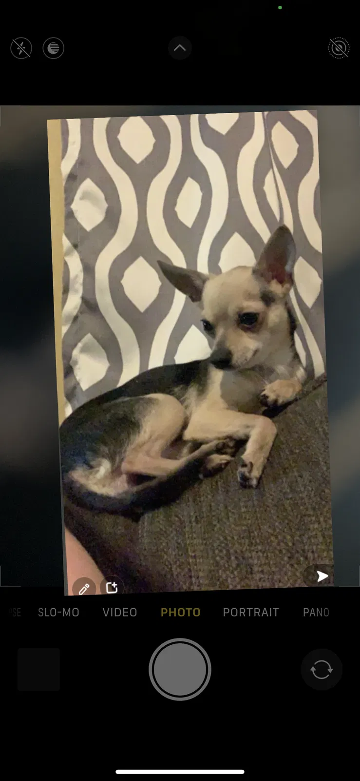 Lost dog in Commerce City, CO, 80022