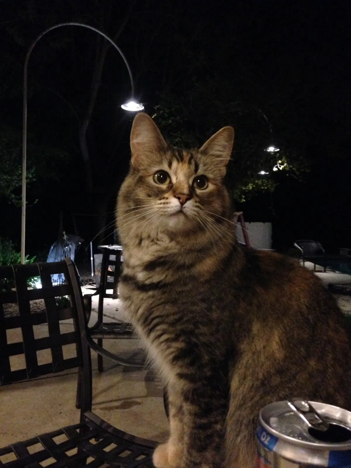 Lost cat in Clovis, CA, 93619