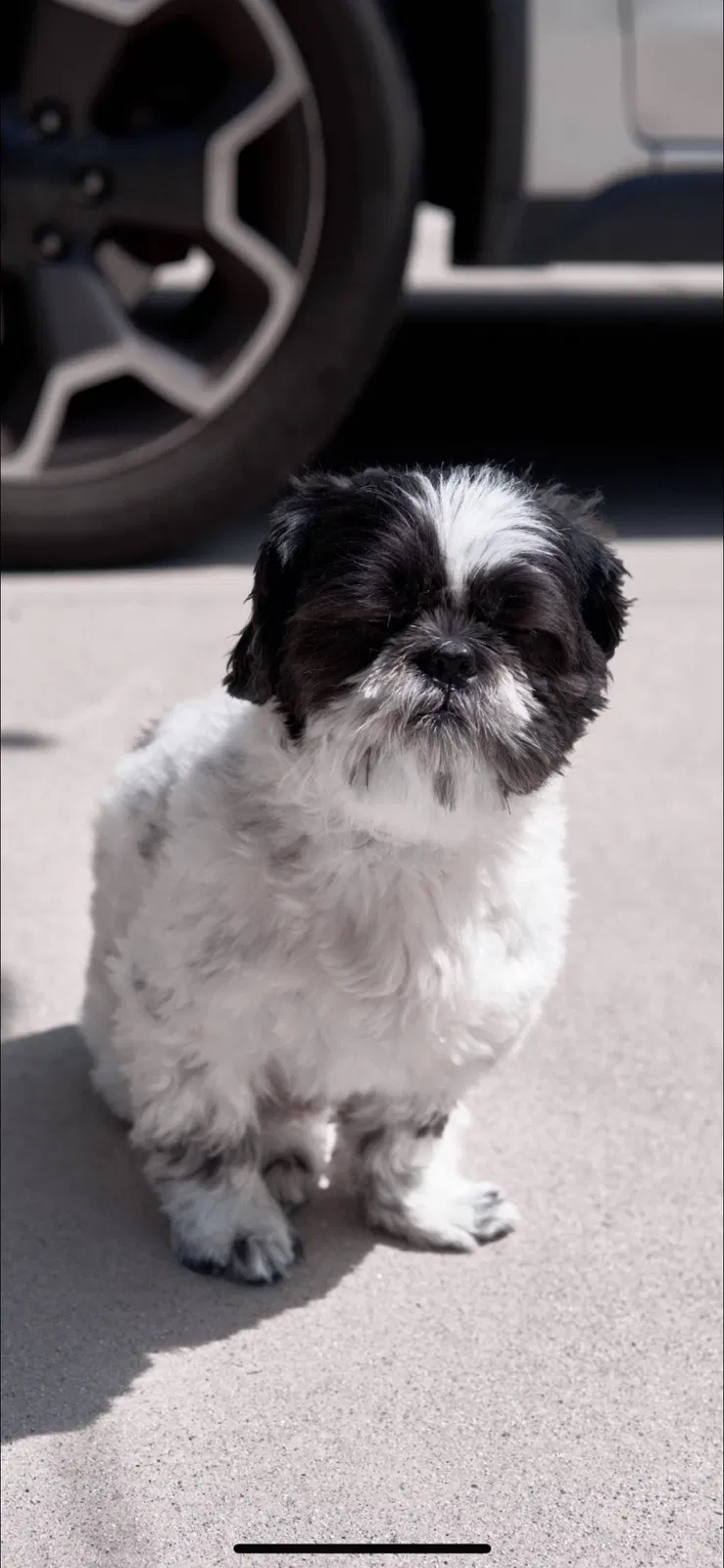 Lost dog in Santa Ana, CA, 92705