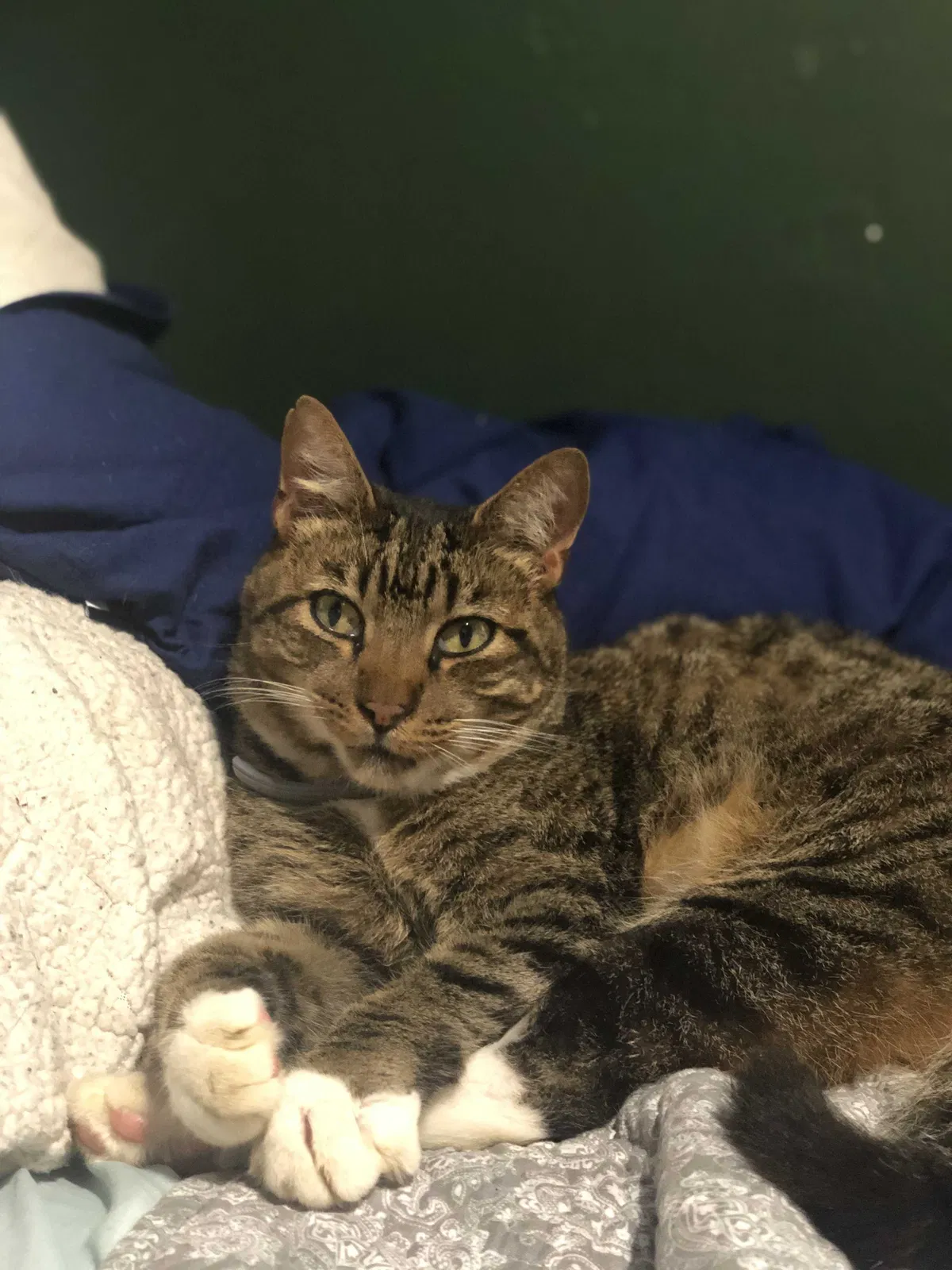 Lost cat in California, MD, 20619