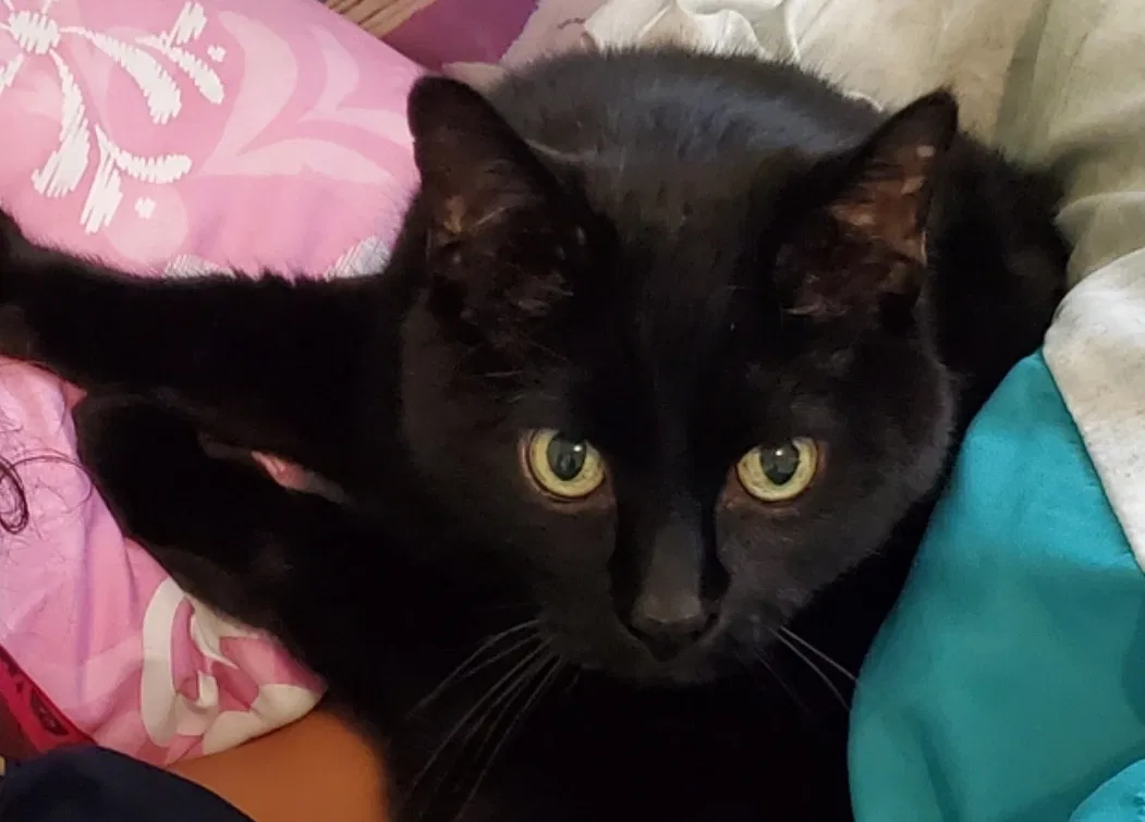 Lost cat in Littleton, CO, 80123