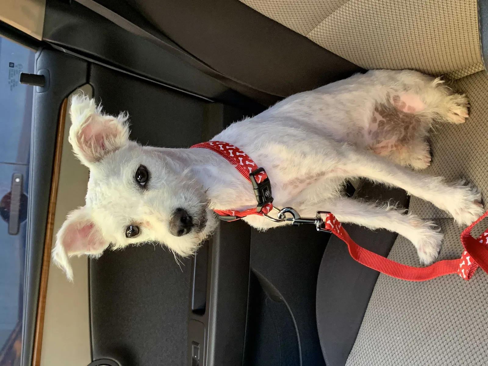 Lost dog in Lake Worth, FL, 33460