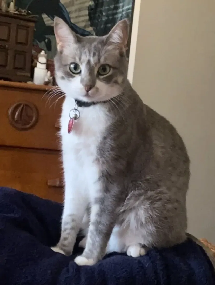 Lost cat in Hurst, TX, 76053