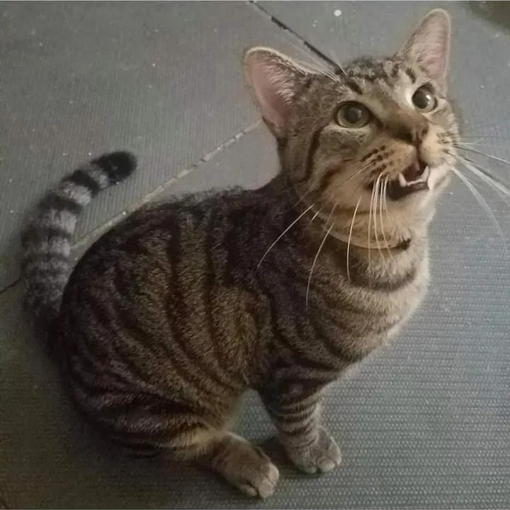 Lost cat in New Orleans, LA, 70116