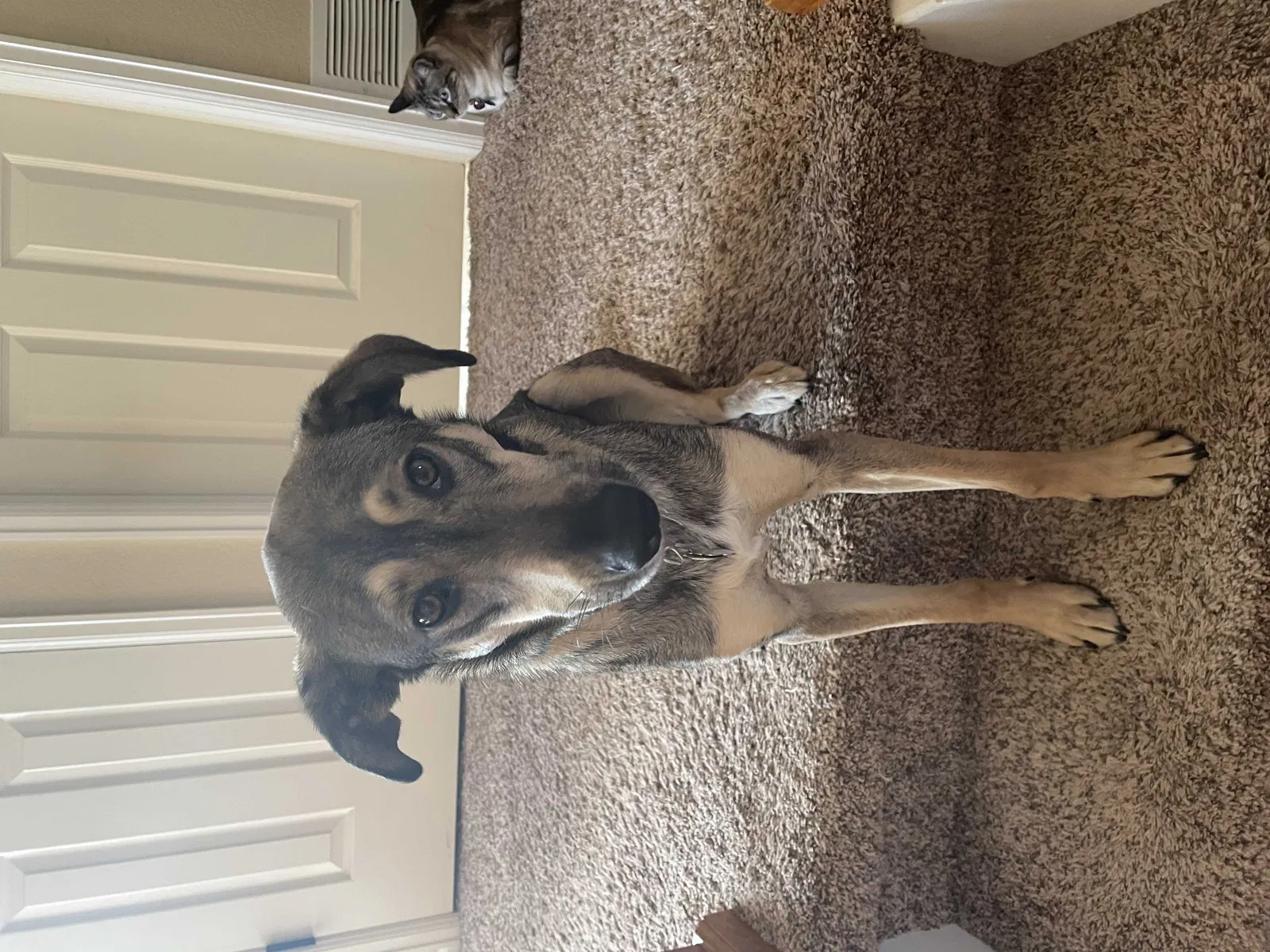 Lost dog in Bennett, CO, 80102
