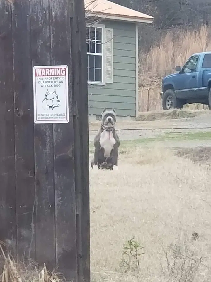 Lost dog in Poteau, OK, 74953