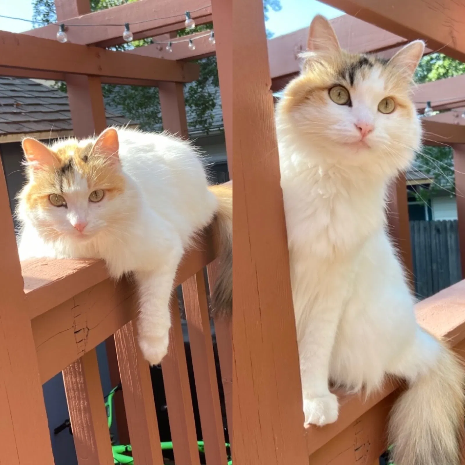 Lost cat in Claremont, CA, 91711