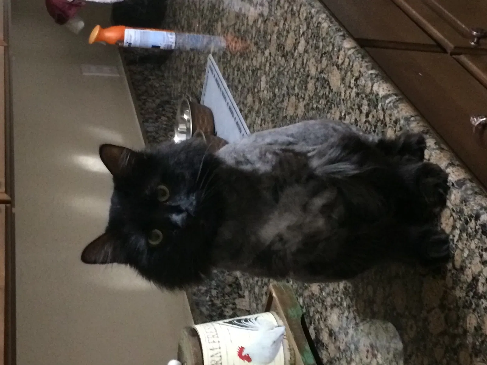 Lost cat in Austin, TX, 78736