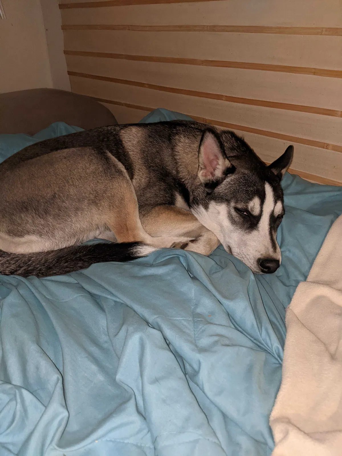 Lost dog in Denver, CO, 80220