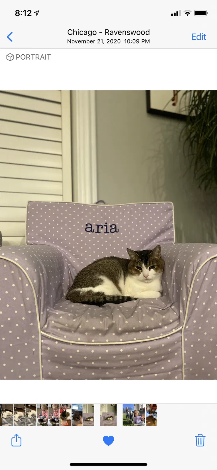Lost cat in Chicago, IL, 60625