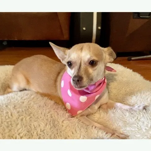 Lost dog in Pasadena, CA, 91105