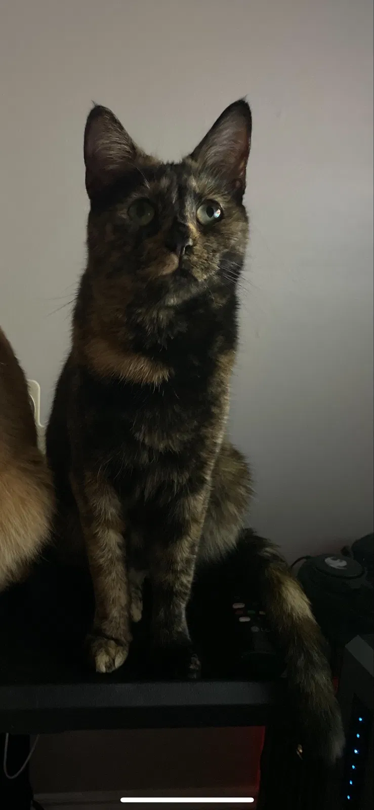 Lost cat in Hickory, NC, 28602