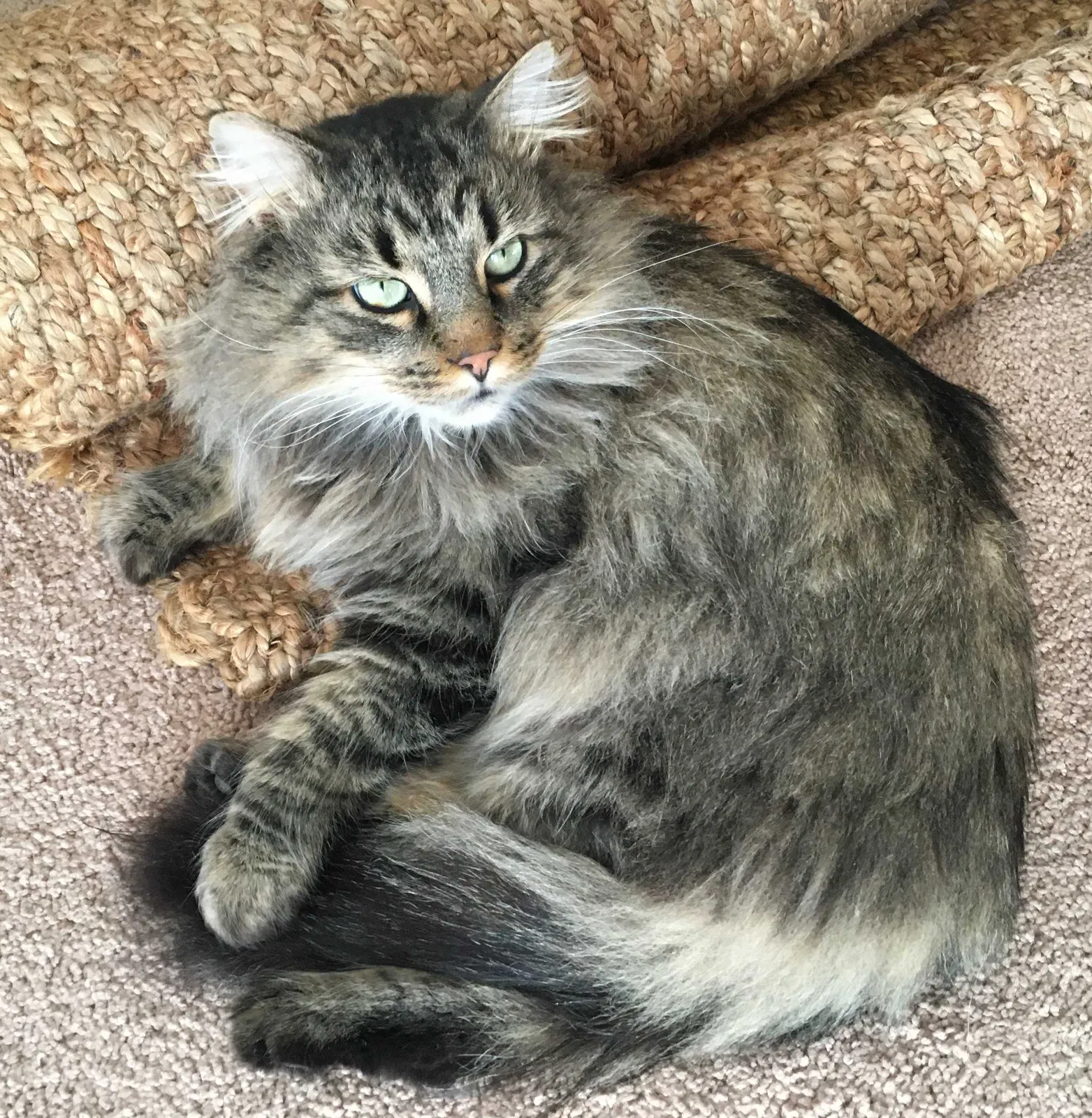 Lost cat in Lockport, IL, 60441