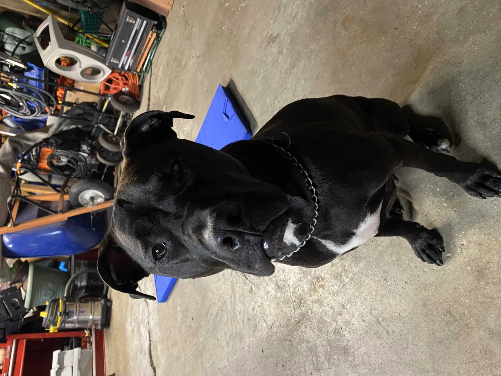 Found dog in Merrillville, IN, 46410