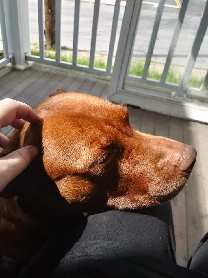 Lost dog in Titusville, FL, 32796