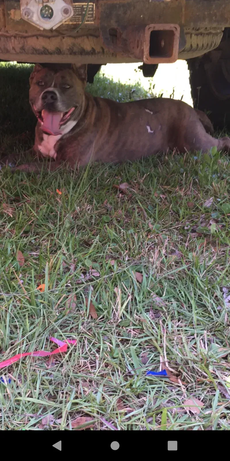Lost dog in Jacksonville, FL, 32221
