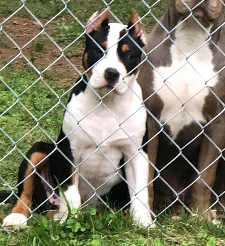 Lost dog in Adamsville, AL, 35005