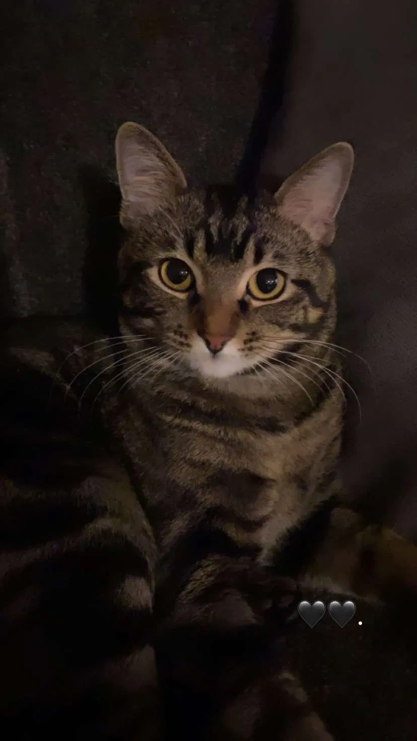 Lost cat in Aurora, CO, 80013