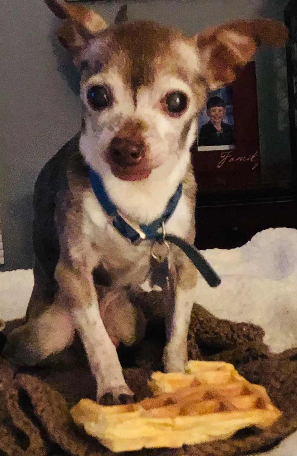 Lost dog in Smithville, TN, 37166
