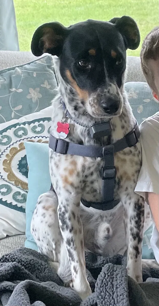 Lost dog in Sussex, WI, 53089