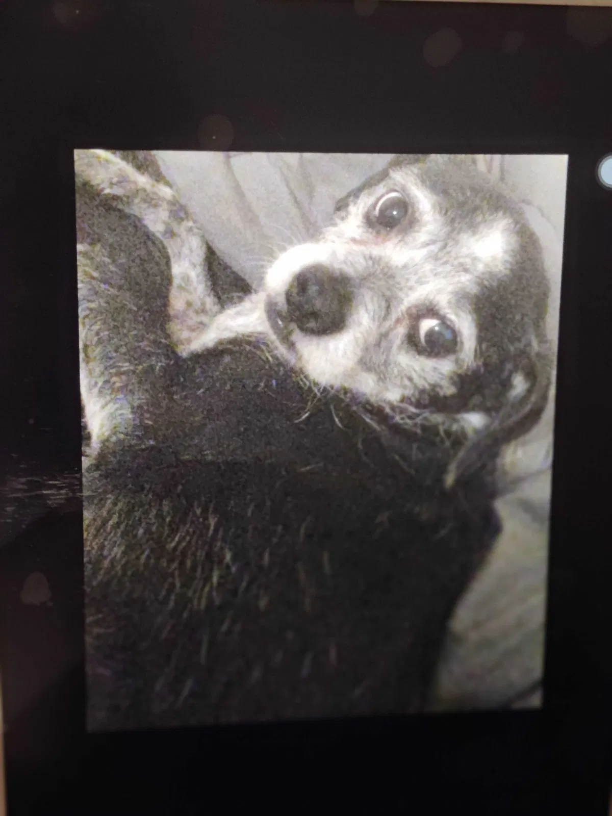 Lost dog in Hollywood, FL, 33020