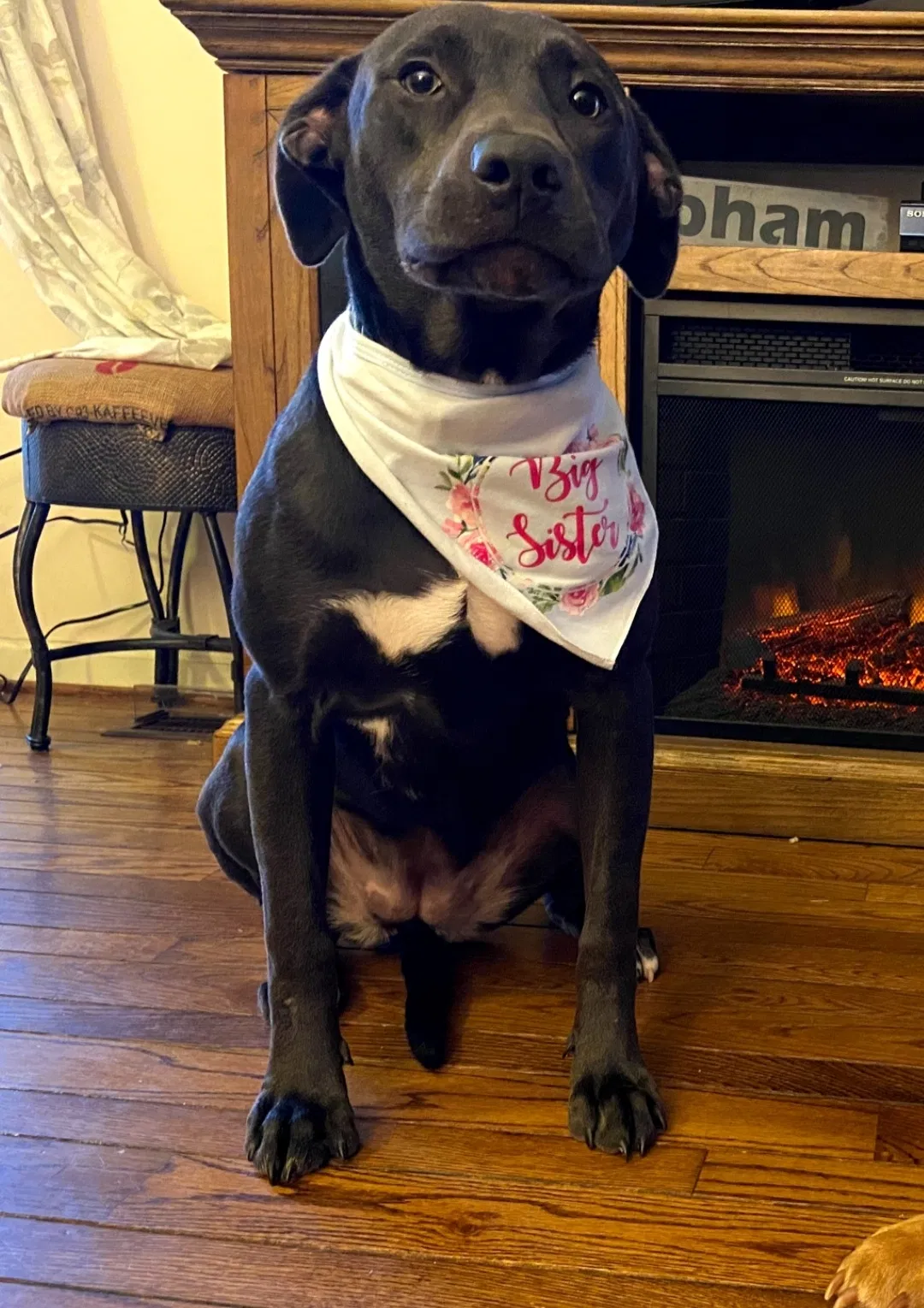 Lost dog in Birmingham, AL, 35244