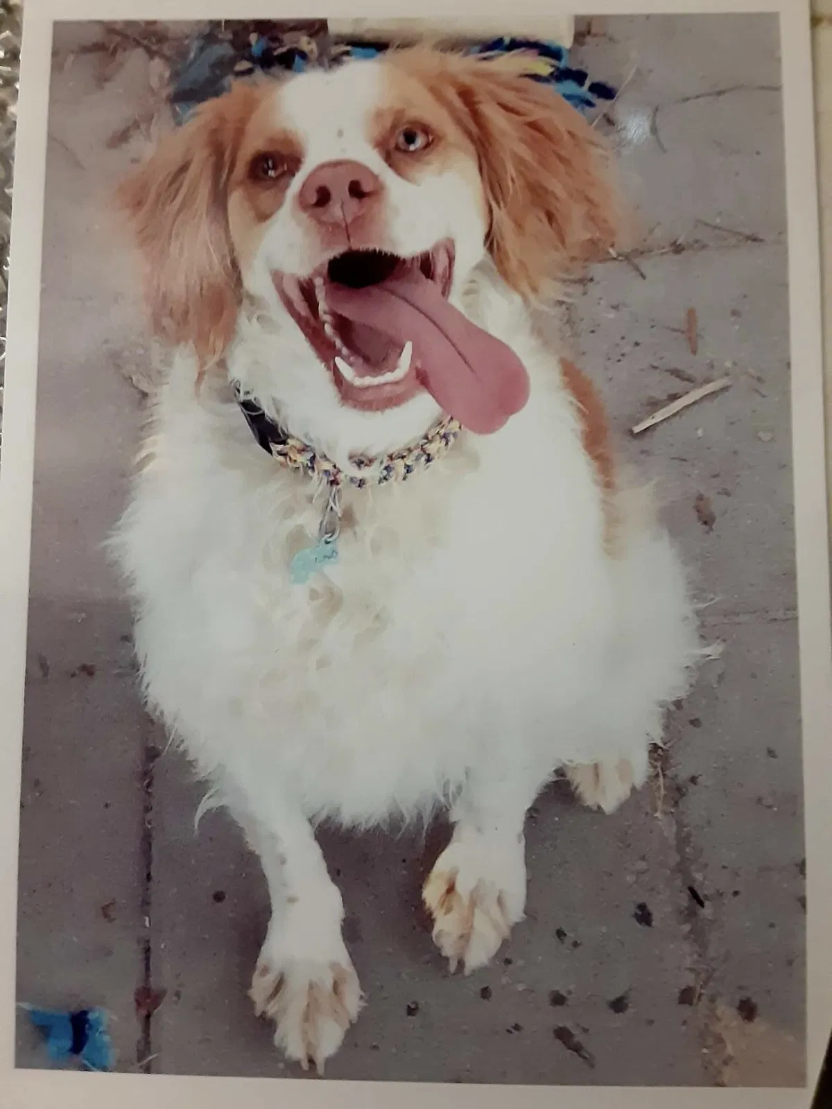 Lost dog in Four Oaks, NC, 27524