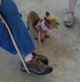 Lost dog in Monmouth, OR, 97361