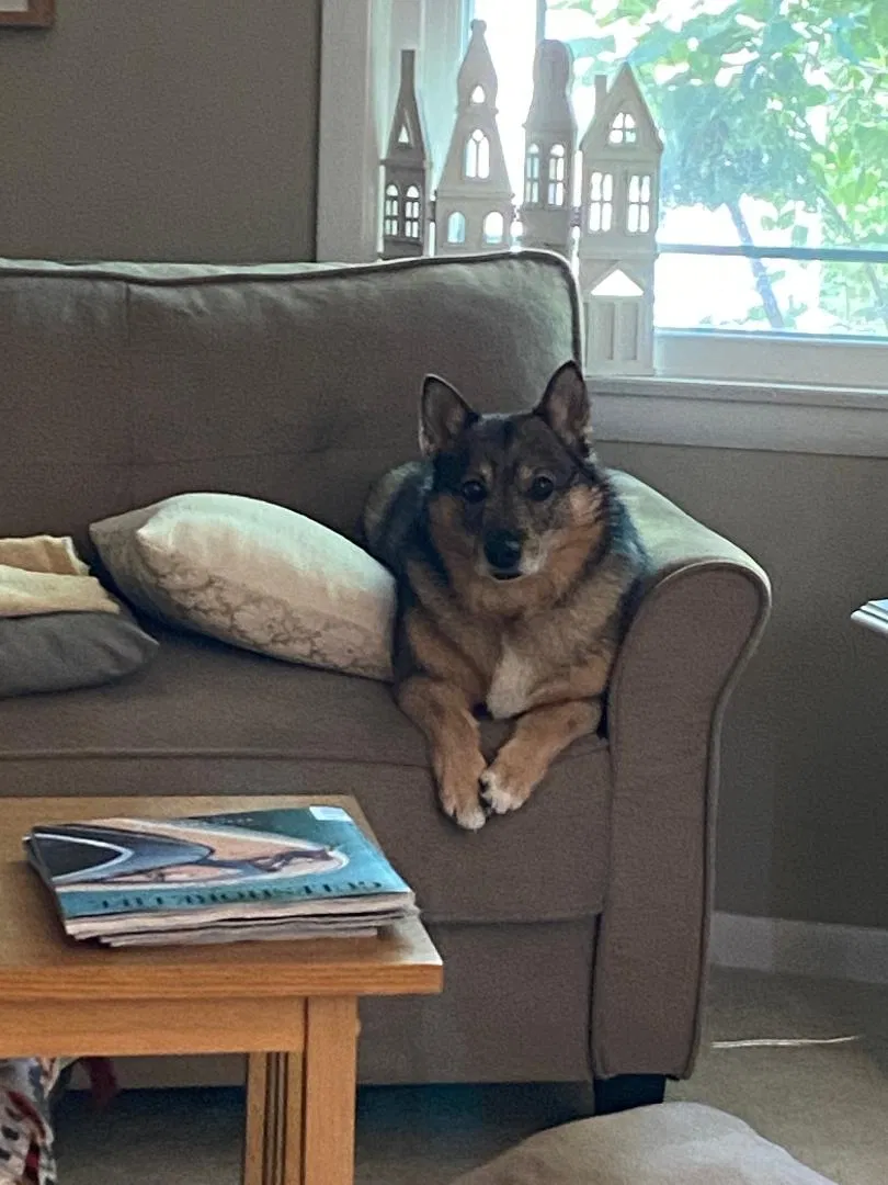 Lost dog in Thiensville, WI, 53092