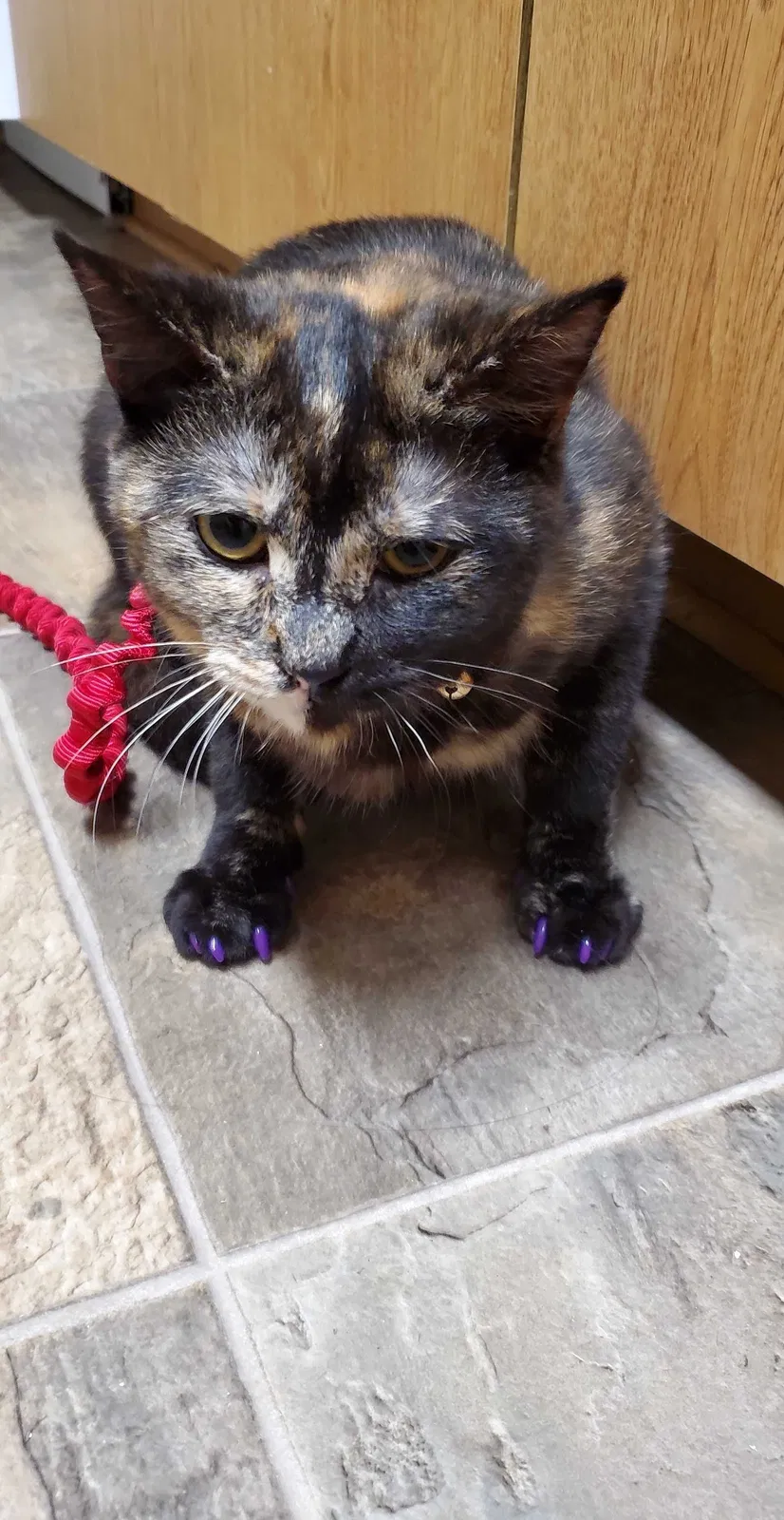 Lost cat in Port Hueneme, CA, 93041