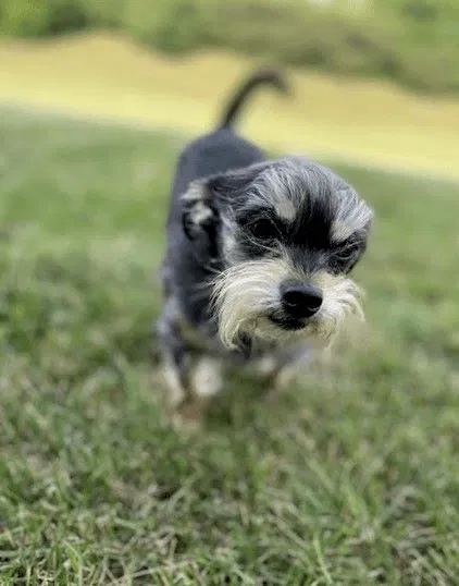 Lost dog in Indianapolis, IN, 46214