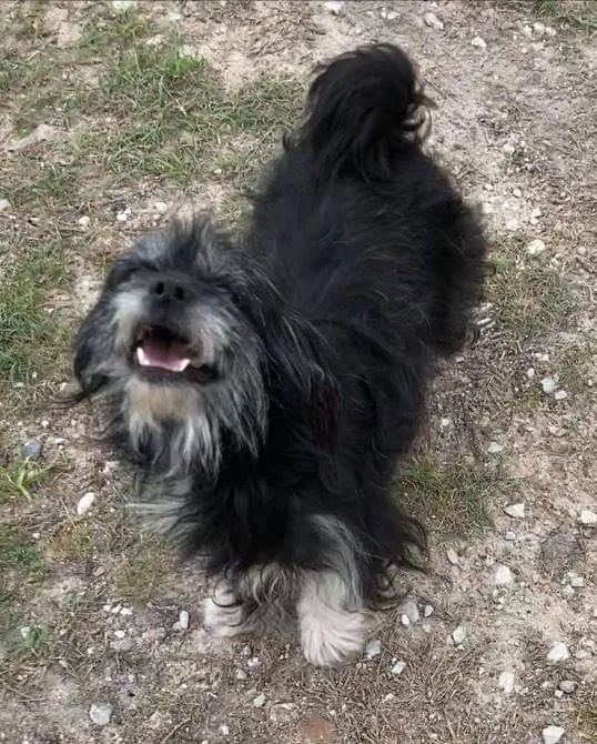 Lost dog in Tacoma, WA, 98418